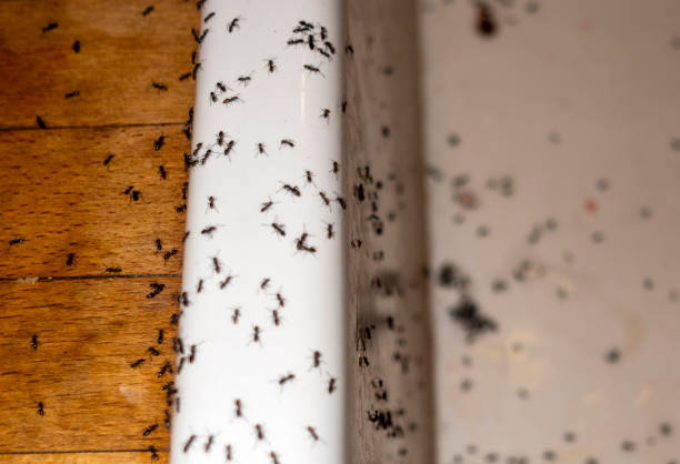 Best Residential Pest Control  in Thomasville, GA